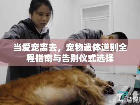 当爱宠离去，宠物遗体送别全程指南与告别仪式选择
