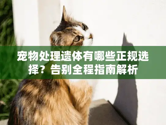 宠物处理遗体有哪些正规选择？告别全程指南解析