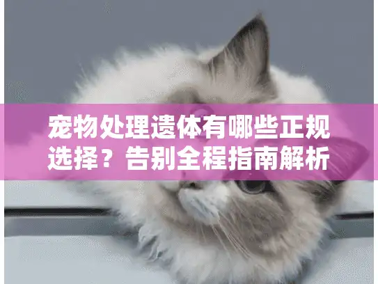 宠物处理遗体有哪些正规选择？告别全程指南解析