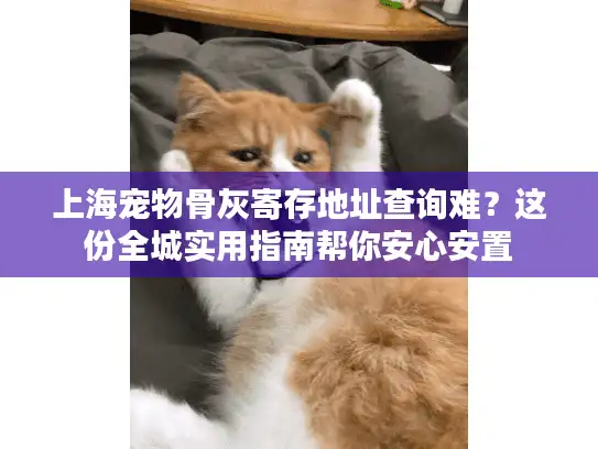 上海宠物骨灰寄存地址查询难？这份全城实用指南帮你安心安置