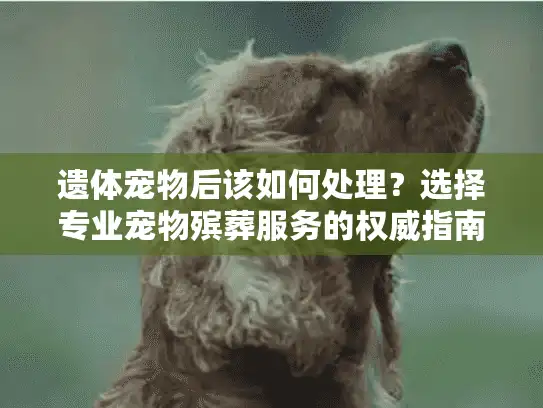 遗体宠物后该如何处理？选择专业宠物殡葬服务的权威指南