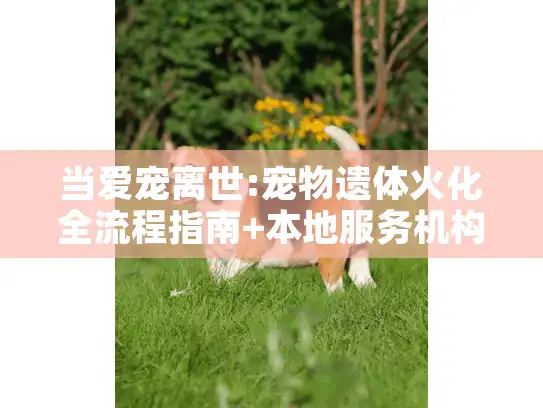 当爱宠离世:宠物遗体火化全流程指南+本地服务机构选择技巧