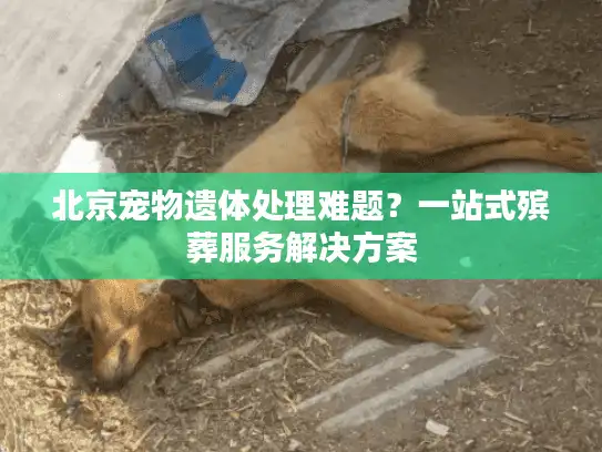 北京宠物遗体处理难题？一站式殡葬服务解决方案