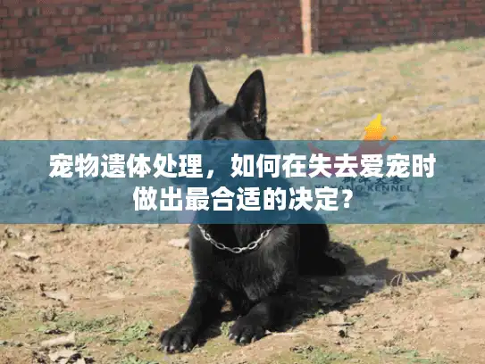 宠物遗体处理，如何在失去爱宠时做出最合适的决定？