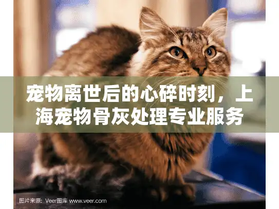 宠物离世后的心碎时刻，上海宠物骨灰处理专业服务全面指南