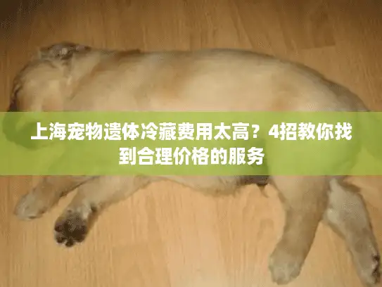 上海宠物遗体冷藏费用太高？4招教你找到合理价格的服务