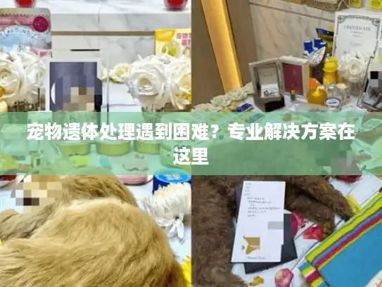 宠物遗体处理遇到困难？专业解决方案在这里