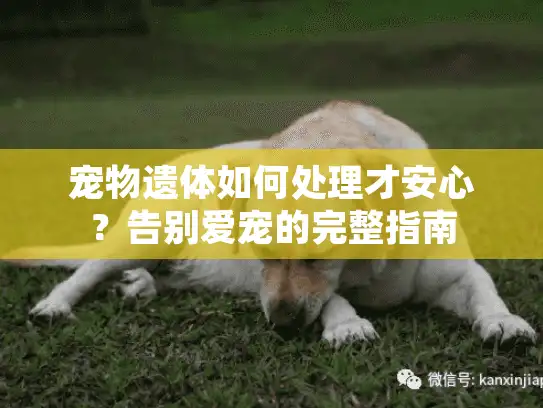 宠物遗体如何处理才安心？告别爱宠的完整指南