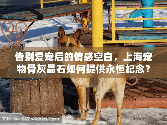 告别爱宠后的情感空白，上海宠物骨灰晶石如何提供永恒纪念？