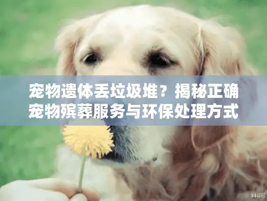 宠物遗体丢垃圾堆？揭秘正确宠物殡葬服务与环保处理方式！