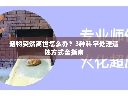 宠物突然离世怎么办？3种科学处理遗体方式全指南