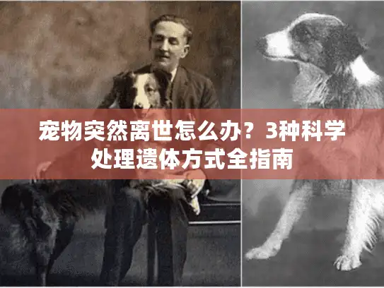 宠物突然离世怎么办？3种科学处理遗体方式全指南
