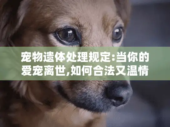 宠物遗体处理规定:当你的爱宠离世,如何合法又温情地告别?