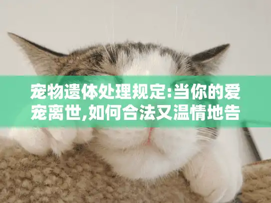 宠物遗体处理规定:当你的爱宠离世,如何合法又温情地告别?