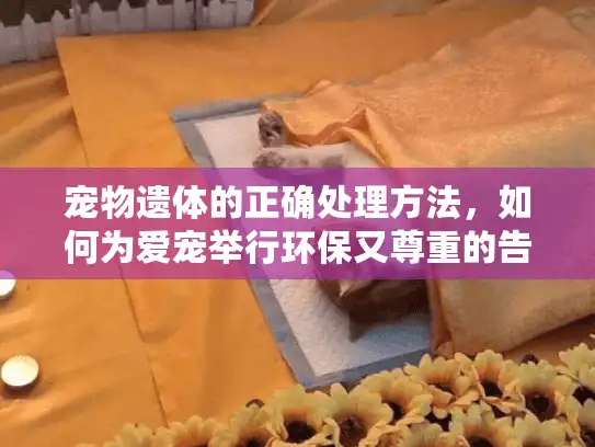 宠物遗体的正确处理方法，如何为爱宠举行环保又尊重的告别？