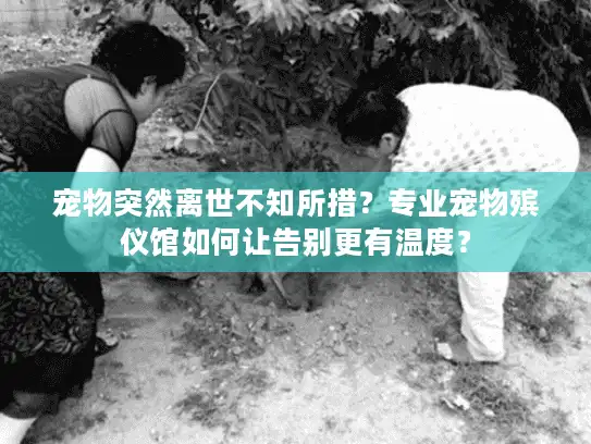 宠物突然离世不知所措？专业宠物殡仪馆如何让告别更有温度？