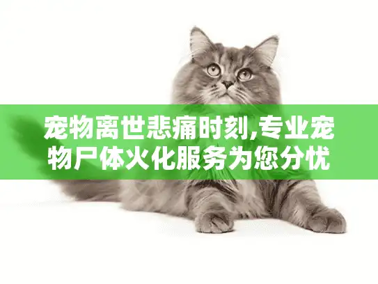宠物离世悲痛时刻,专业宠物尸体火化服务为您分忧