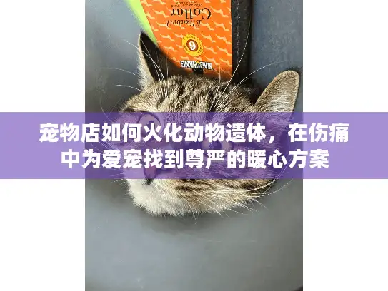 宠物店如何火化动物遗体，在伤痛中为爱宠找到尊严的暖心方案