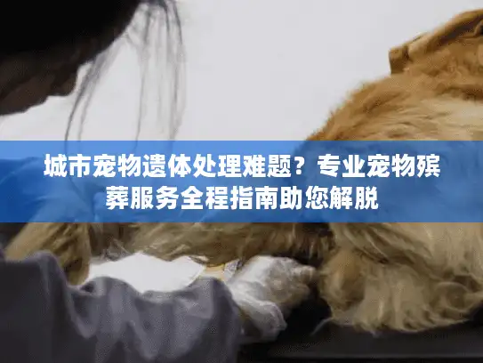 城市宠物遗体处理难题？专业宠物殡葬服务全程指南助您解脱