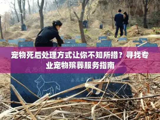 宠物死后处理方式让你不知所措？寻找专业宠物殡葬服务指南