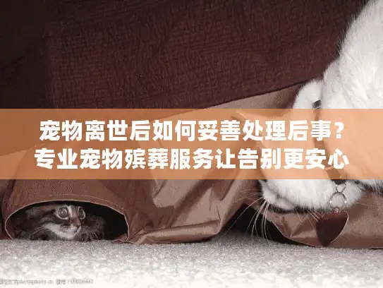 宠物离世后如何妥善处理后事？专业宠物殡葬服务让告别更安心