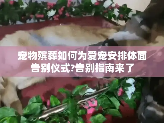 宠物殡葬如何为爱宠安排体面告别仪式?告别指南来了