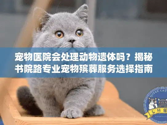 宠物医院会处理动物遗体吗？揭秘书院路专业宠物殡葬服务选择指南