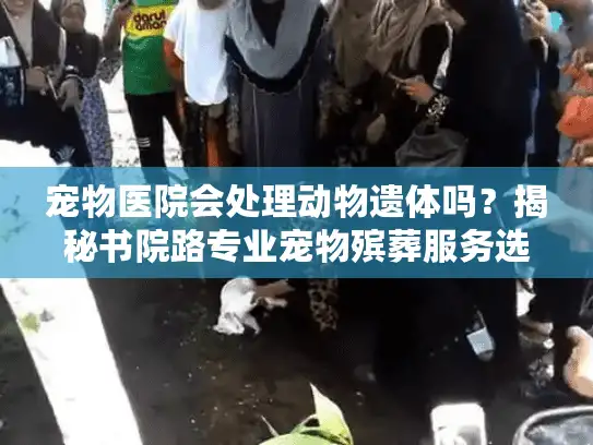 宠物医院会处理动物遗体吗？揭秘书院路专业宠物殡葬服务选择指南