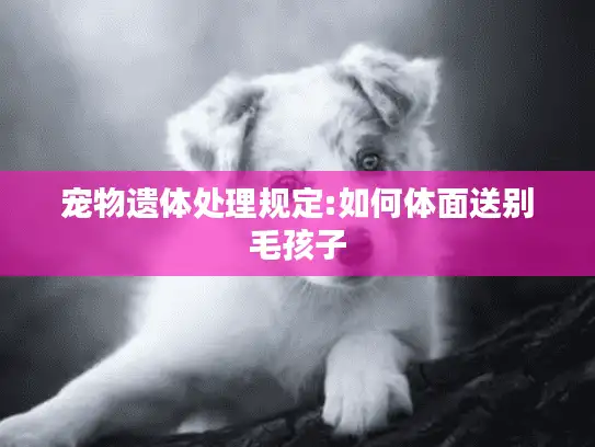 宠物遗体处理规定:如何体面送别毛孩子