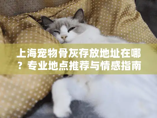 上海宠物骨灰存放地址在哪？专业地点推荐与情感指南