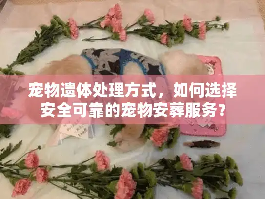 宠物遗体处理方式，如何选择安全可靠的宠物安葬服务？