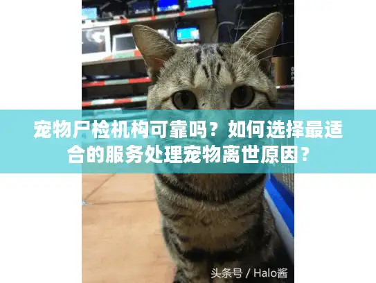 宠物尸检机构可靠吗？如何选择最适合的服务处理宠物离世原因？