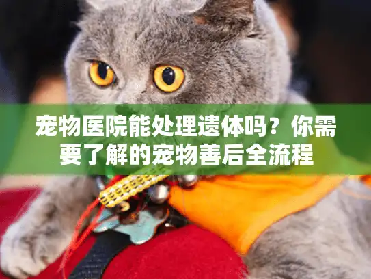 宠物医院能处理遗体吗？你需要了解的宠物善后全流程