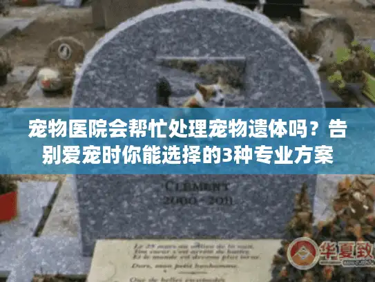 宠物医院会帮忙处理宠物遗体吗？告别爱宠时你能选择的3种专业方案