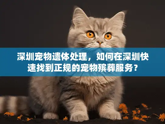深圳宠物遗体处理，如何在深圳快速找到正规的宠物殡葬服务？