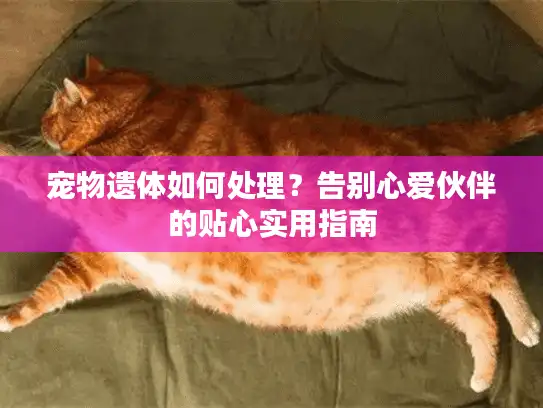 宠物遗体如何处理？告别心爱伙伴的贴心实用指南