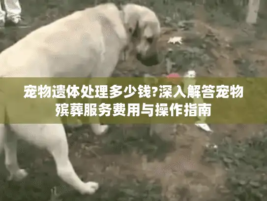宠物遗体处理多少钱?深入解答宠物殡葬服务费用与操作指南