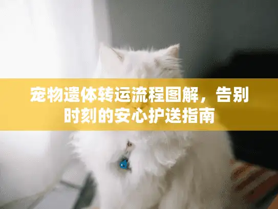 宠物遗体转运流程图解，告别时刻的安心护送指南