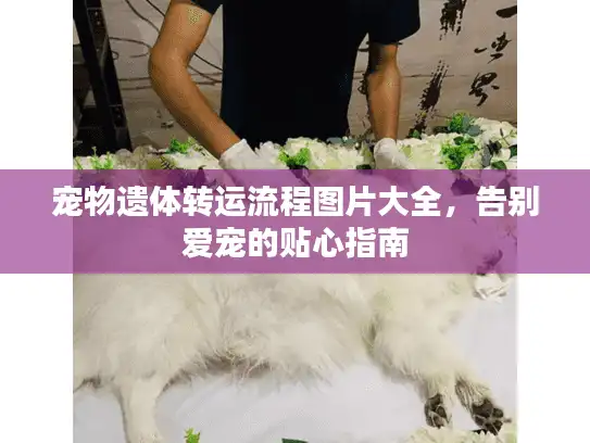 宠物遗体转运流程图片大全，告别爱宠的贴心指南