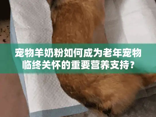 宠物羊奶粉如何成为老年宠物临终关怀的重要营养支持？