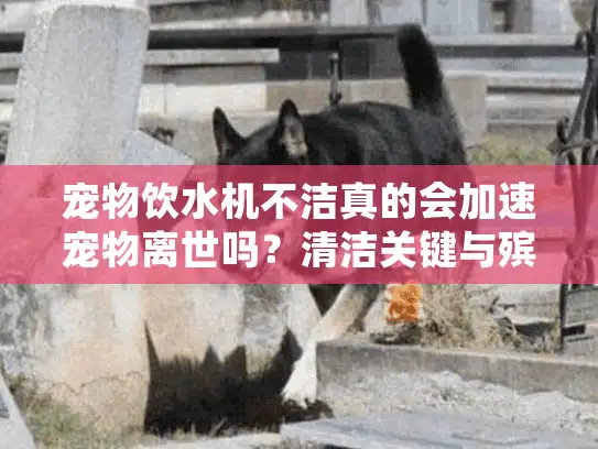 宠物饮水机不洁真的会加速宠物离世吗？清洁关键与殡葬服务指南
