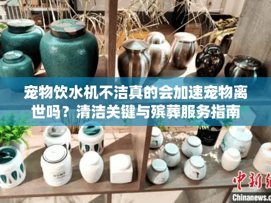 宠物饮水机不洁真的会加速宠物离世吗？清洁关键与殡葬服务指南