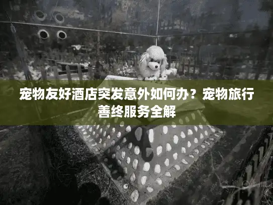 宠物友好酒店突发意外如何办？宠物旅行善终服务全解
