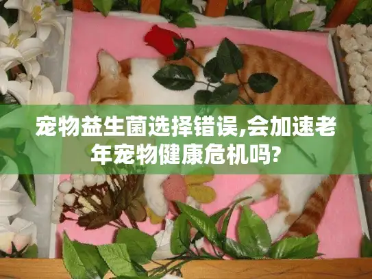 宠物益生菌选择错误,会加速老年宠物健康危机吗?
