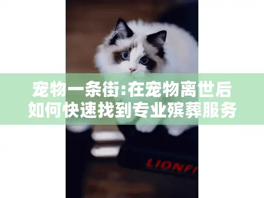 宠物一条街:在宠物离世后如何快速找到专业殡葬服务?