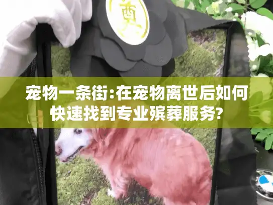 宠物一条街:在宠物离世后如何快速找到专业殡葬服务?