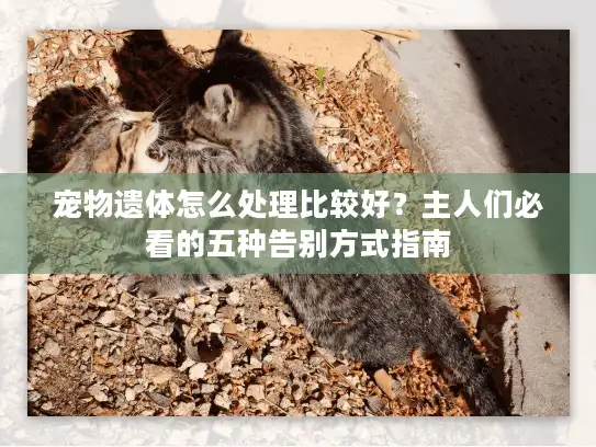宠物遗体怎么处理比较好？主人们必看的五种告别方式指南