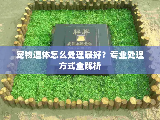 宠物遗体怎么处理最好？专业处理方式全解析