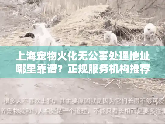 上海宠物火化无公害处理地址哪里靠谱？正规服务机构推荐