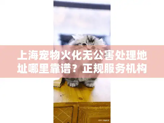 上海宠物火化无公害处理地址哪里靠谱？正规服务机构推荐